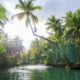 The famous bent palm tree of Maasin River, Siargao, standing tall amidst the shimmering waters before its collapse.