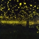 Discover the Enchanting World of Fireflies and Bioluminescent Plankton